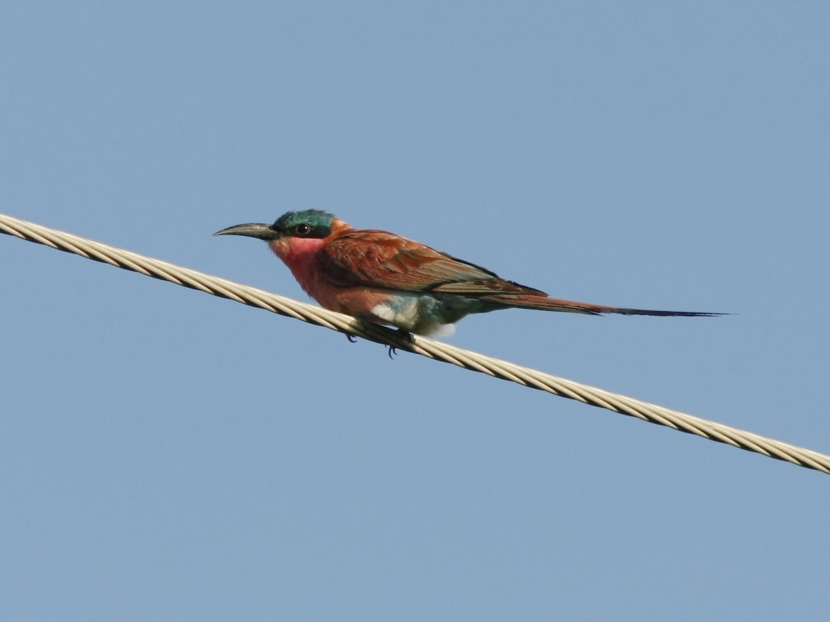 Southern Carmine Bee-eater - ML205378311