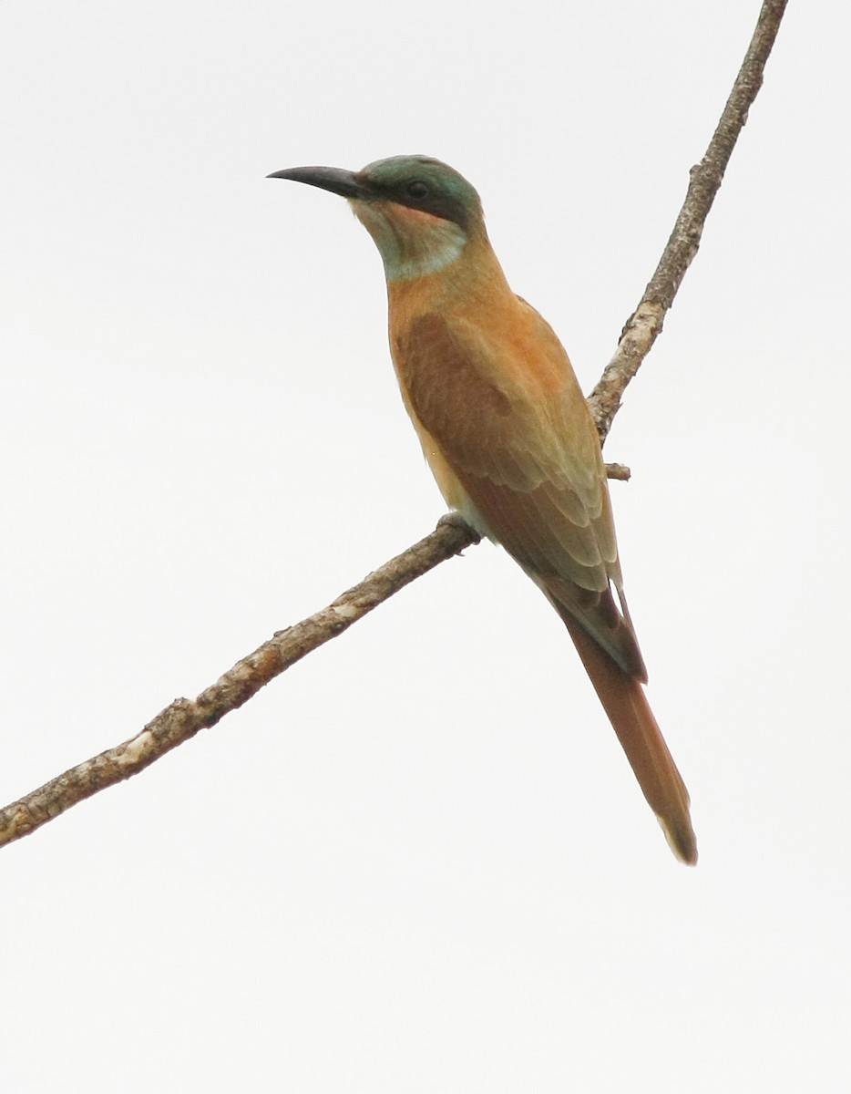 Southern Carmine Bee-eater - ML205378321