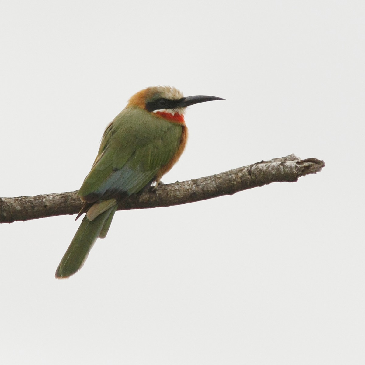 White-fronted Bee-eater - ML205378351