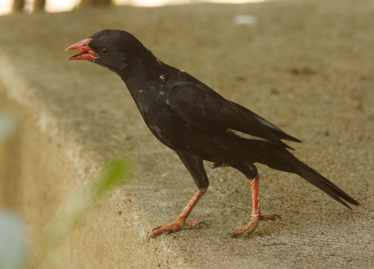 Red-billed Buffalo-Weaver - ML205378451