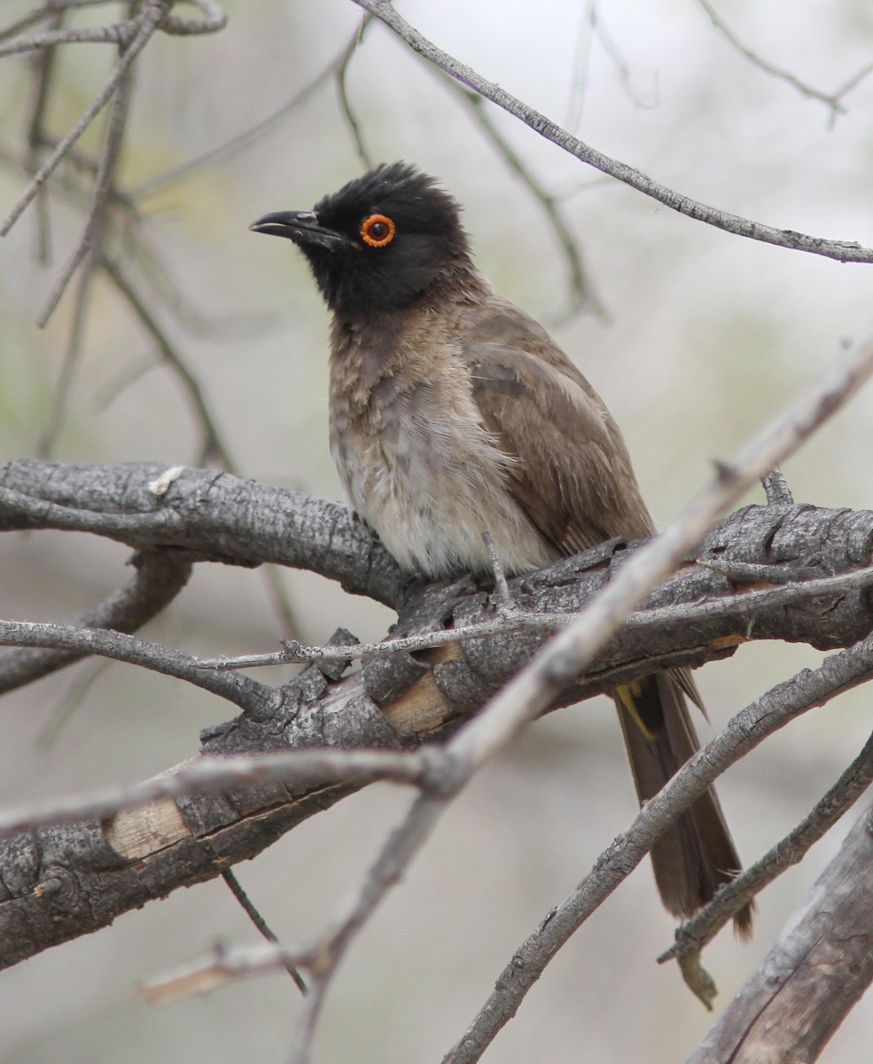 Black-fronted Bulbul - ML205378461