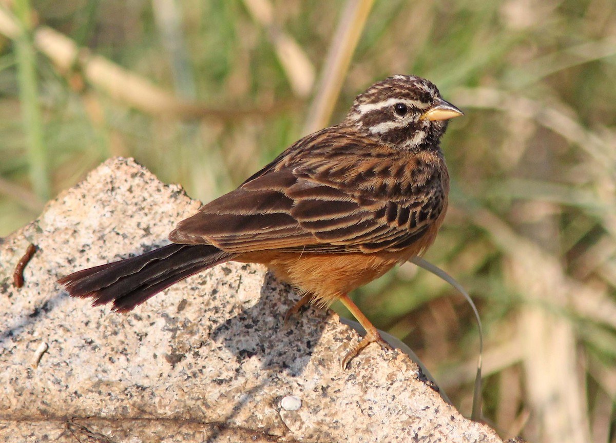 Cinnamon-breasted Bunting - ML205378501