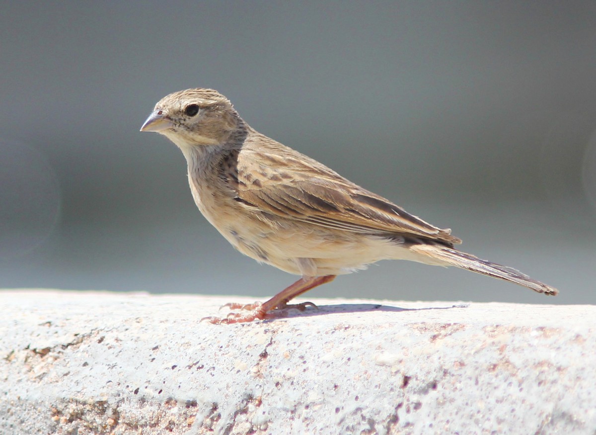 Lark-like Bunting - ML205378521