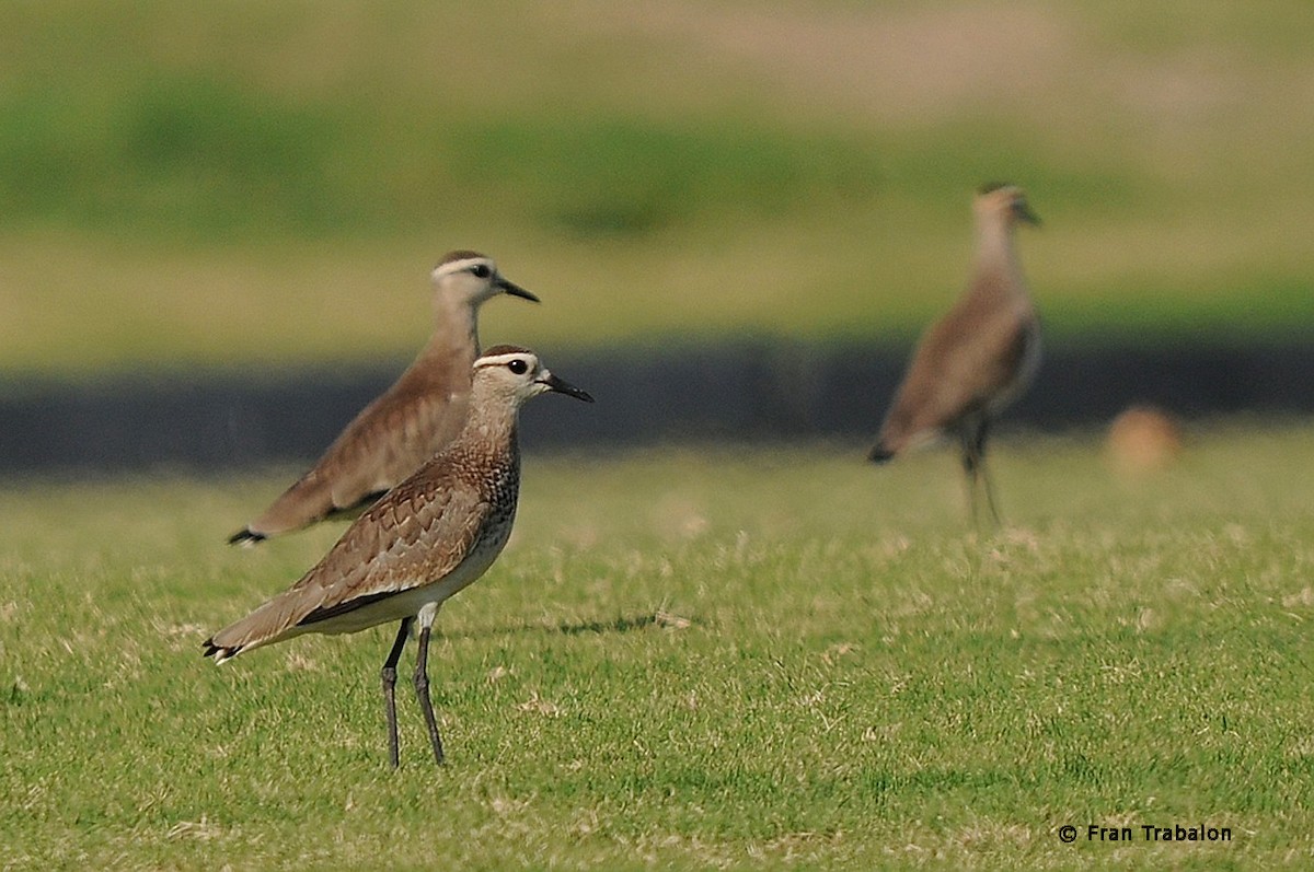 Sociable Lapwing - Fran Trabalon