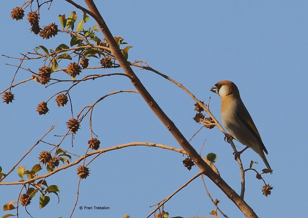 Arabian Grosbeak - Fran Trabalon