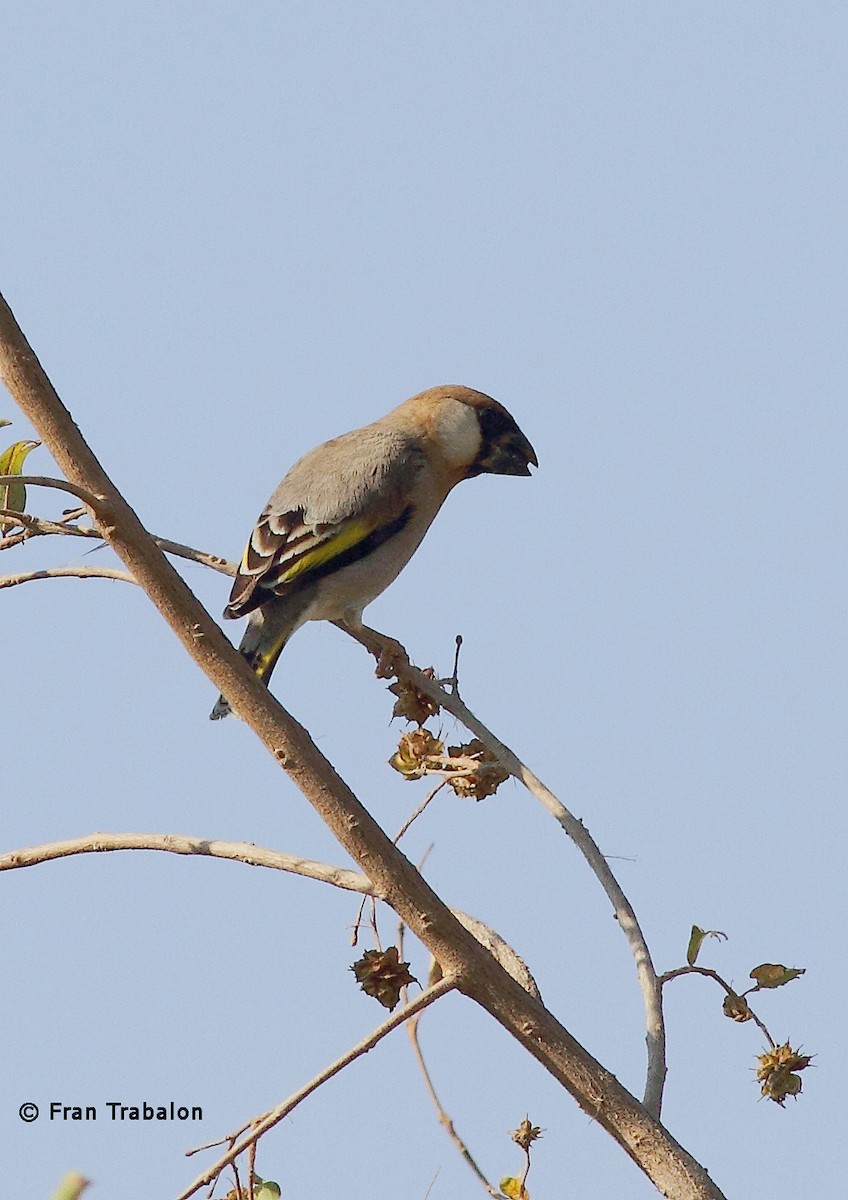 Arabian Grosbeak - ML205379241