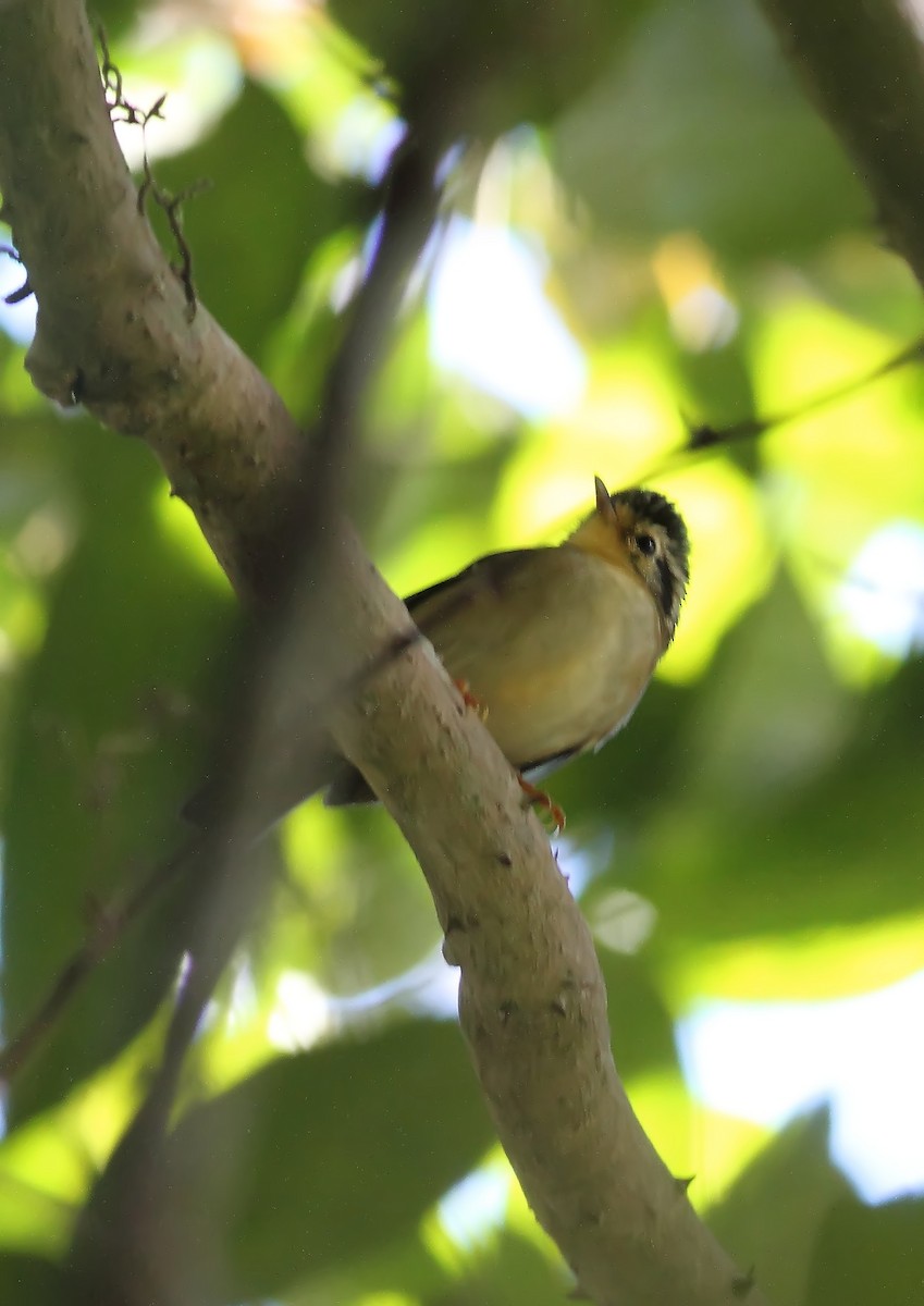 Black-crowned Fulvetta - ML205379281