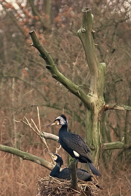 Great Cormorant (Eurasian) - Fran Trabalon