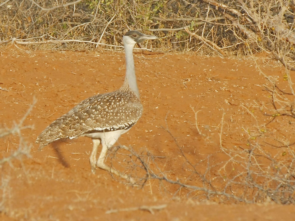 Heuglin's Bustard - David Beadle