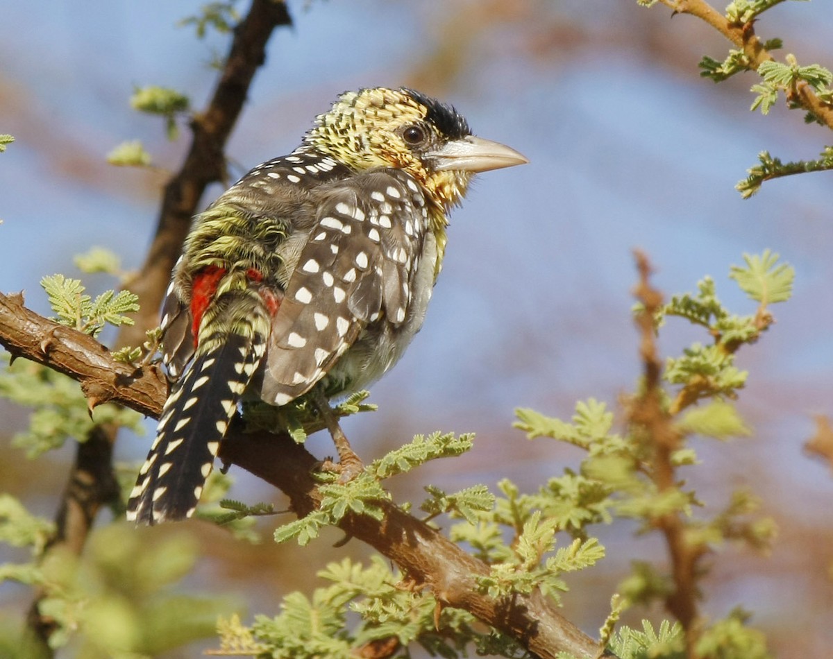 D'Arnaud's Barbet (D'Arnaud's) - David Beadle