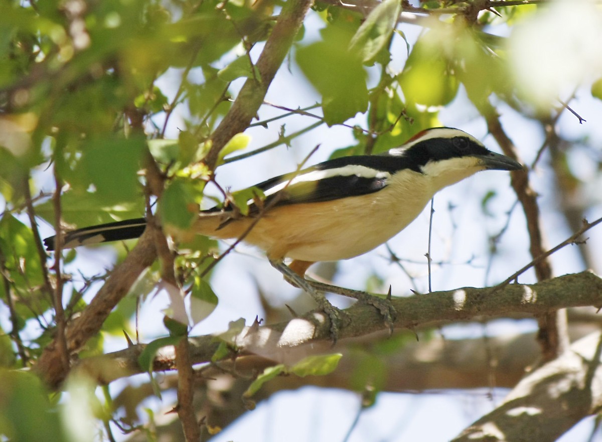 Red-naped Bushshrike - David Beadle