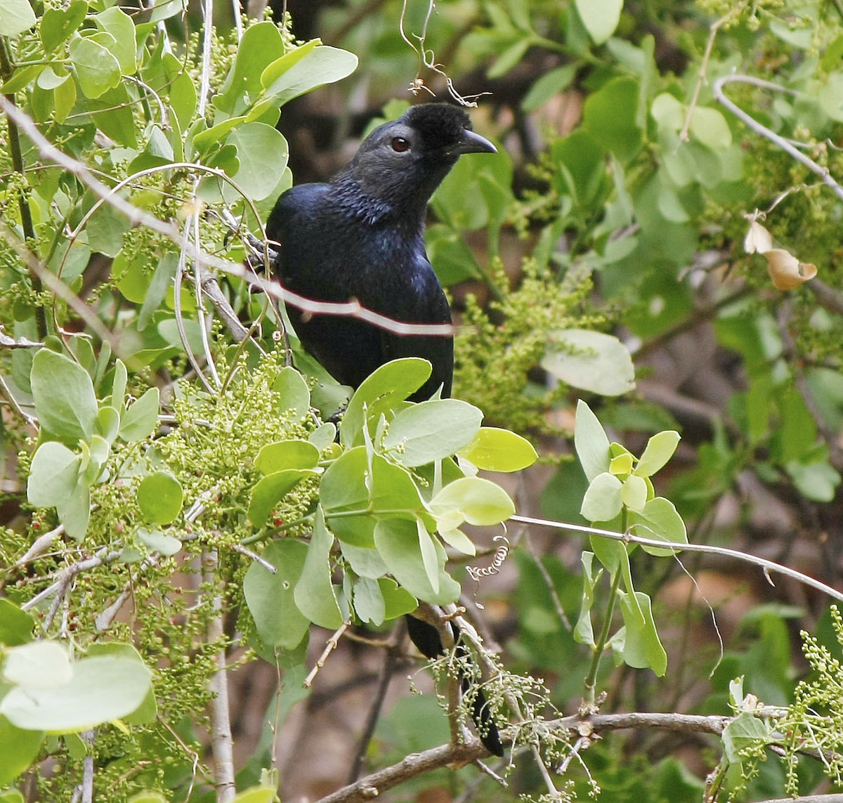 Bristle-crowned Starling - ML205379861