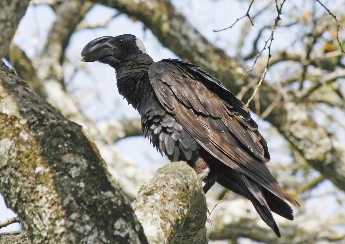 Thick-billed Raven - ML205379931