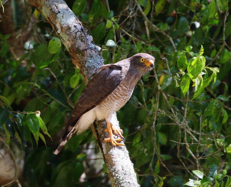 Roadside Hawk - ML205381271