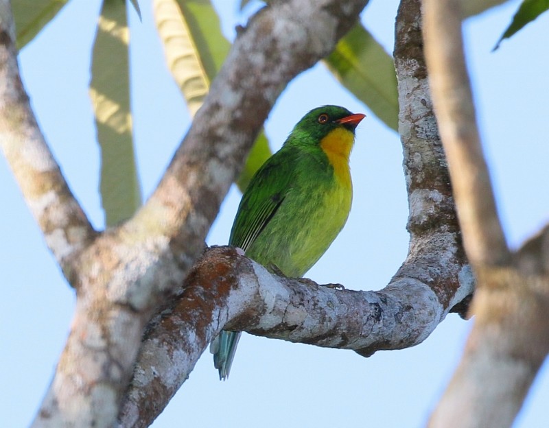 Golden-breasted Fruiteater - Margareta Wieser