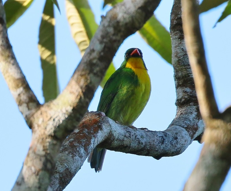 Golden-breasted Fruiteater - ML205381611