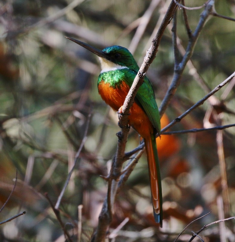 Rufous-tailed Jacamar - ML205381871