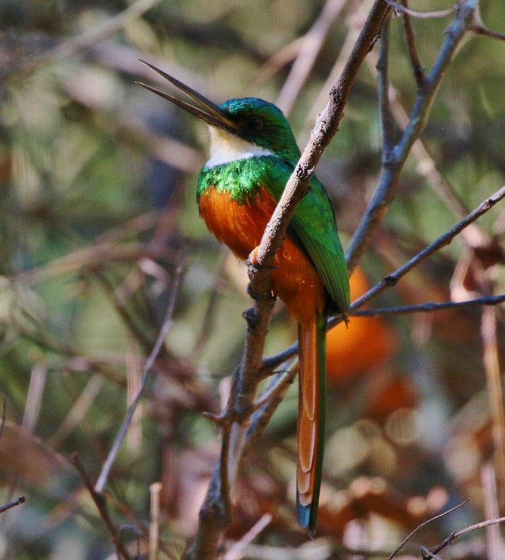 Rufous-tailed Jacamar - ML205381881