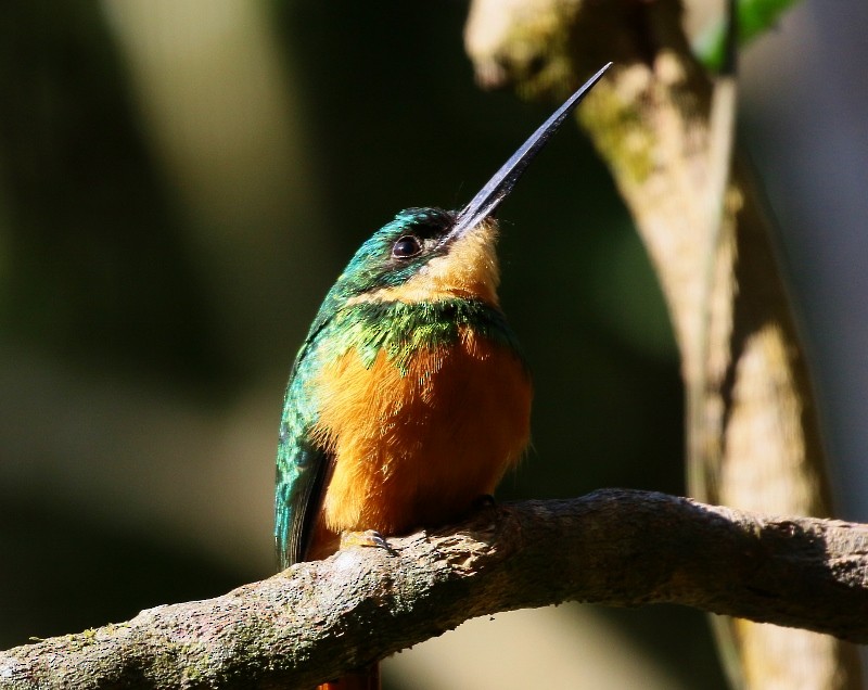 Rufous-tailed Jacamar - ML205381891