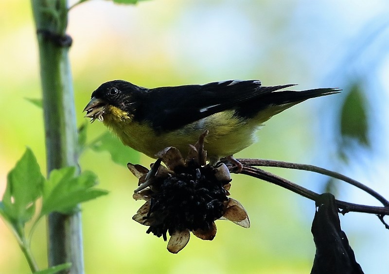 Lesser Goldfinch - ML205381921