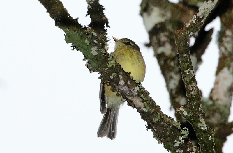 Flavescent Flycatcher - Margareta Wieser