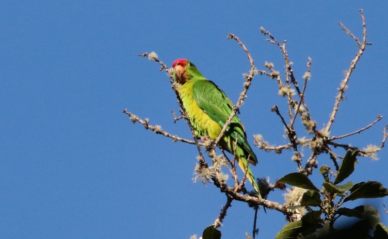 Conure de Wagler - ML205382111