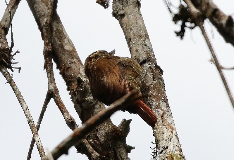 Plain Xenops (mexicanus Group) - ML205382211