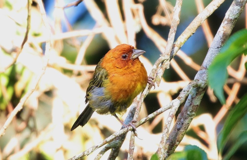 Ochre-breasted Brushfinch - ML205382241