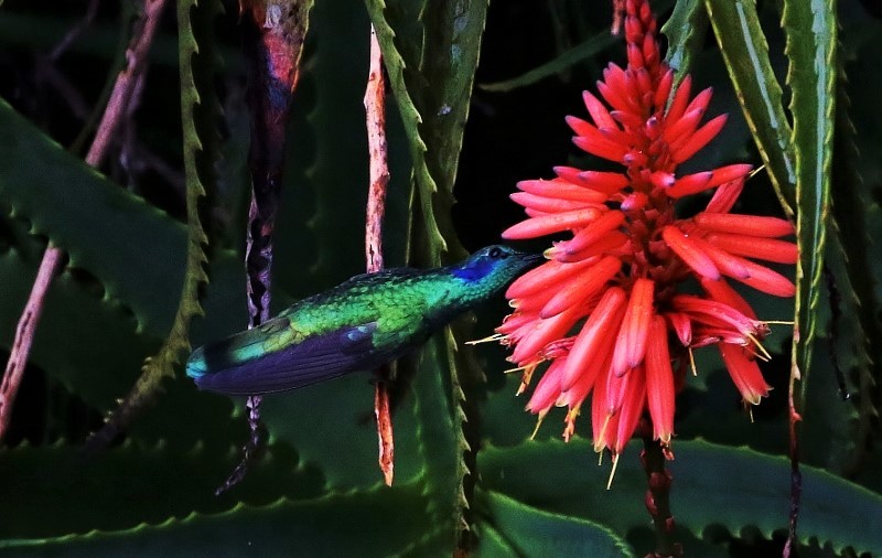 Colibrí Rutilante - ML205382311