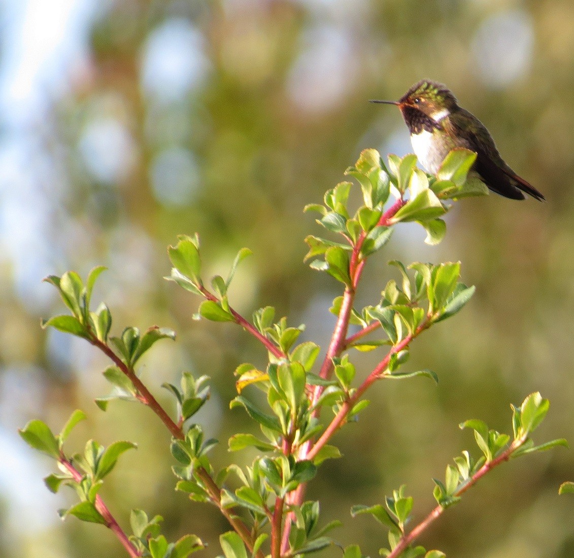 Volcano Hummingbird - ML205382631