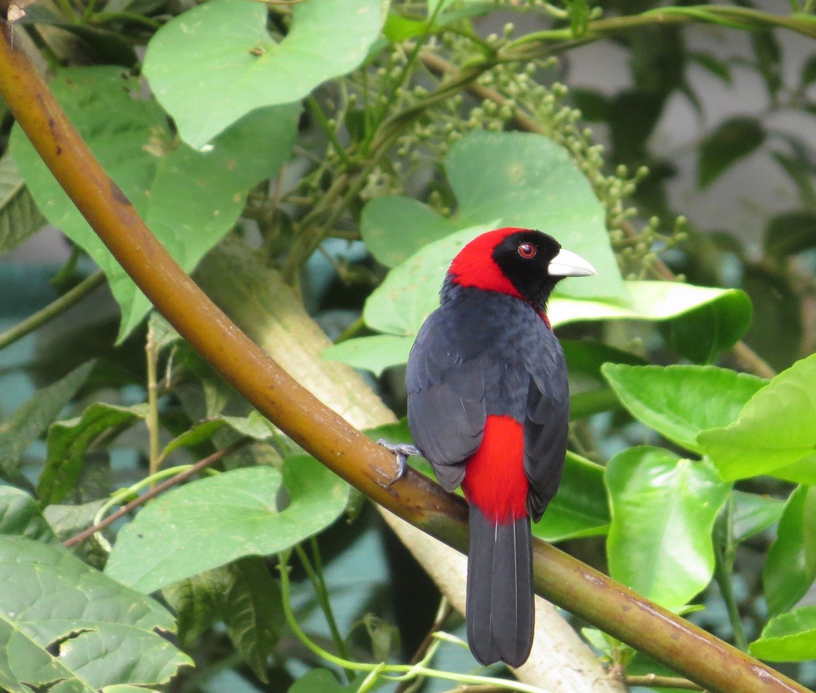 Crimson-collared Tanager - ML205382741