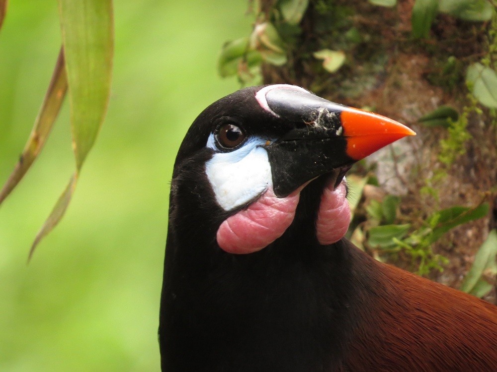 Montezuma Oropendola - ML205382791