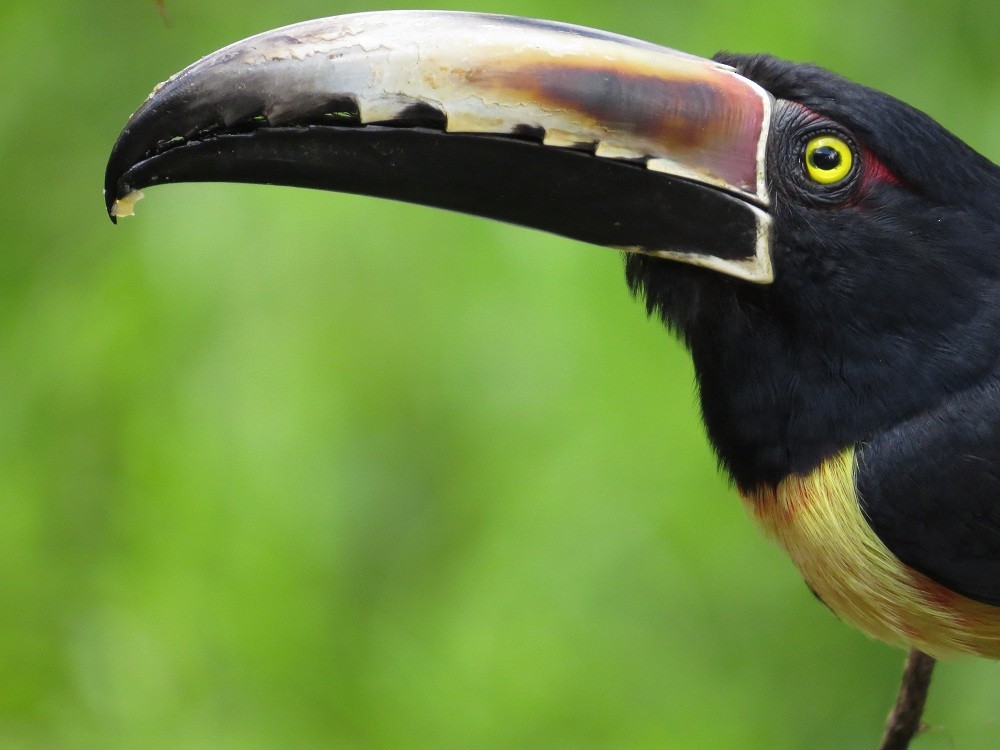 Collared Aracari (Collared) - ML205382801