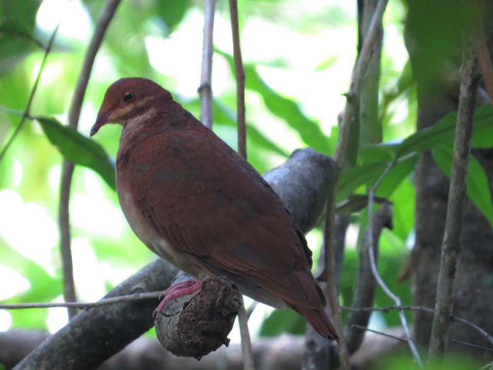 Ruddy Quail-Dove - ML205382981