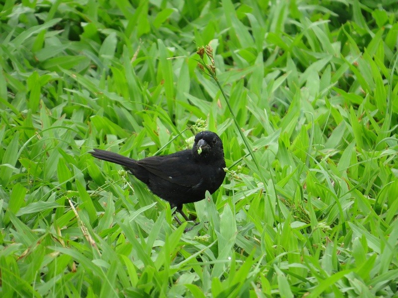 Variable Seedeater (Black) - ML205383201