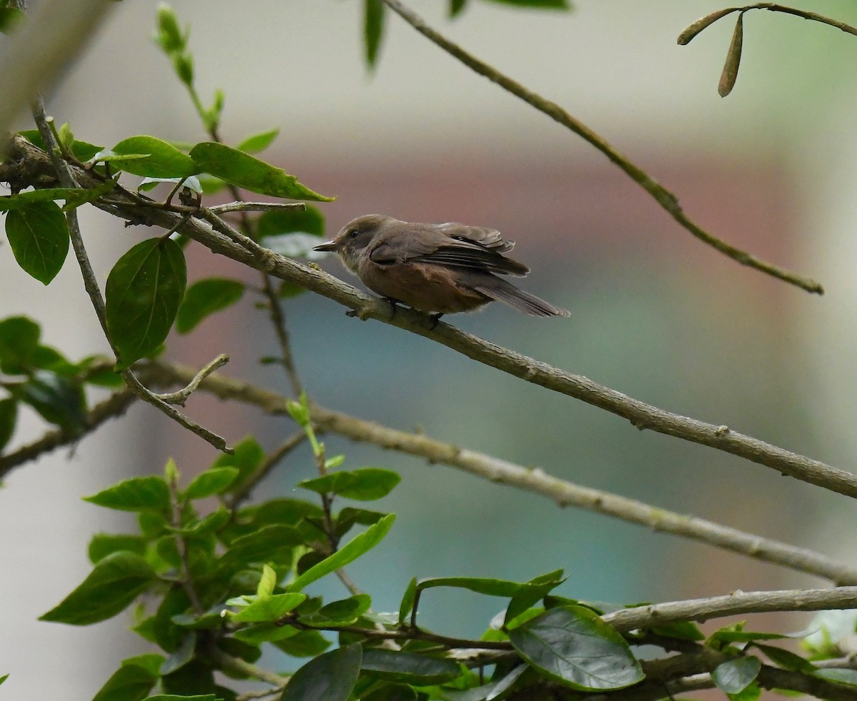 Vermilion Flycatcher (obscurus Group) - ML205383371