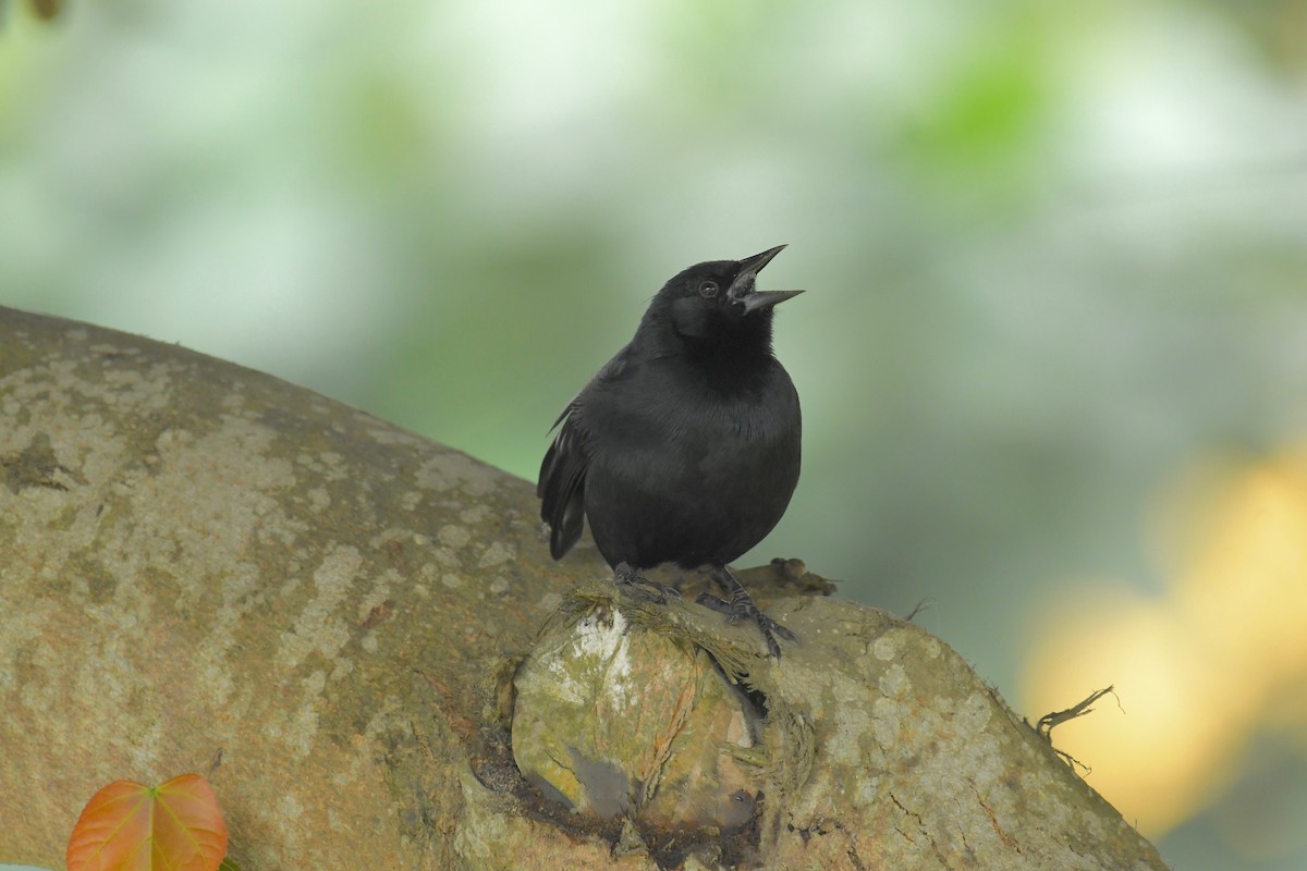 Scrub Blackbird - ML205383461