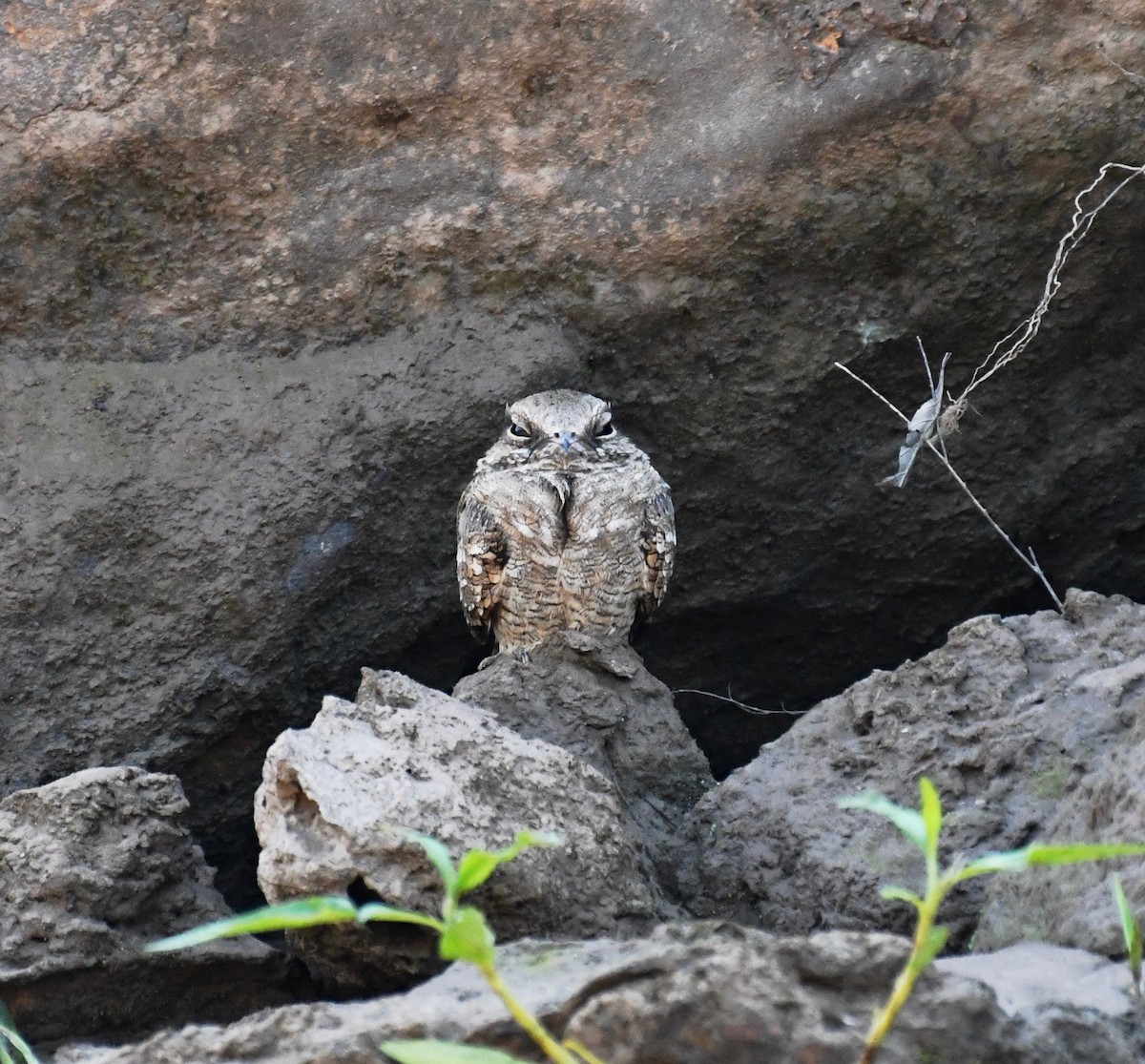 Ladder-tailed Nightjar - ML205383711