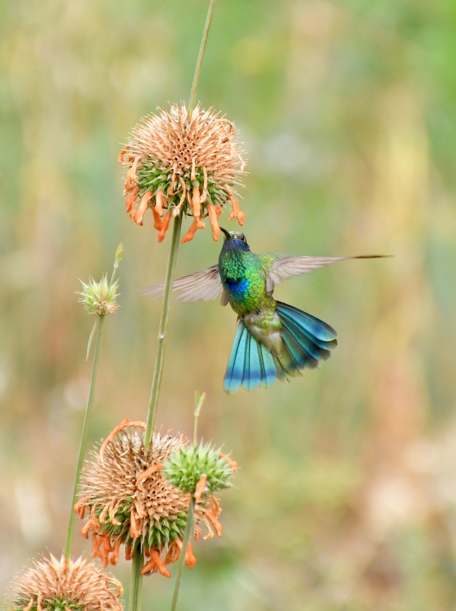 Sparkling Violetear - Theresa Bucher