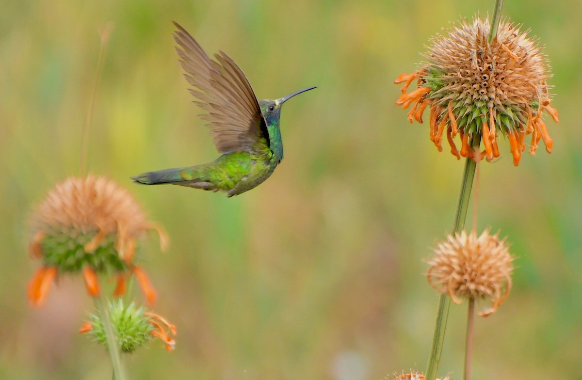 fiolørekolibri - ML205383781