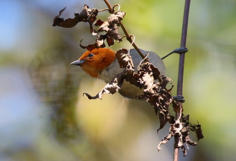Fulvous-headed Tanager - Margareta Wieser
