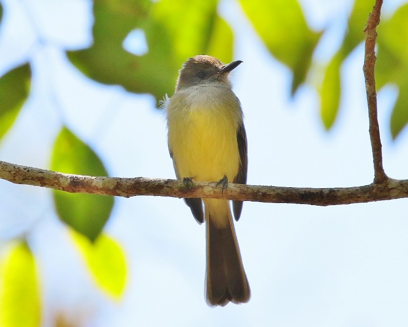 Pale-edged Flycatcher - ML205384331