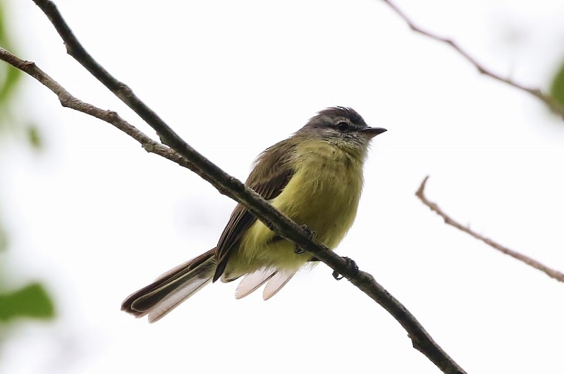 Sooty-headed Tyrannulet - ML205384641