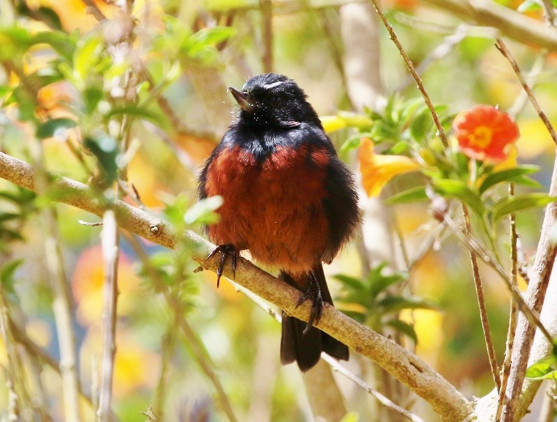 Merida Flowerpiercer - ML205385101