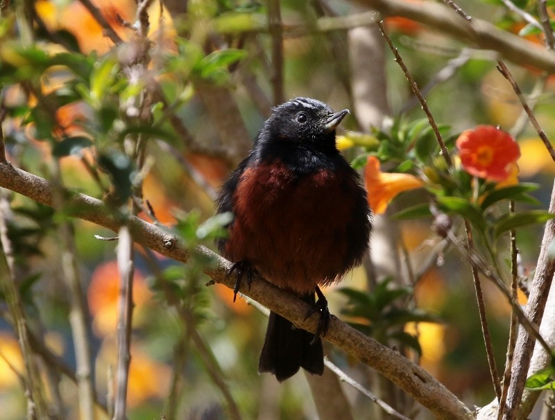 Merida Flowerpiercer - ML205385131