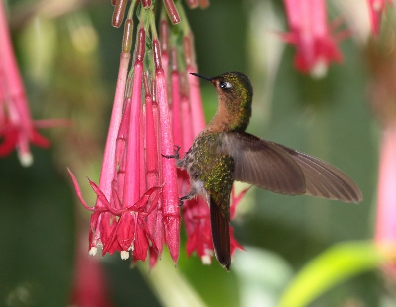 kolibřík dřišťálový (ssp. oreopola) - ML205385151