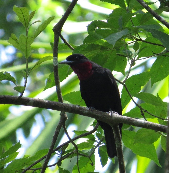 Purple-throated Fruitcrow - ML205385421