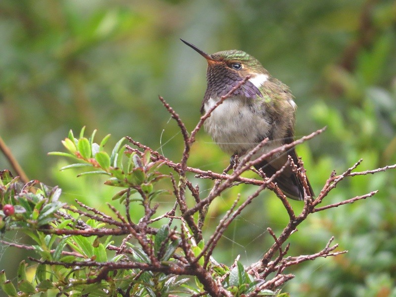 Volcano Hummingbird - ML205385501