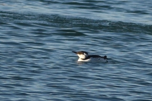 Common Murre - ML20538551