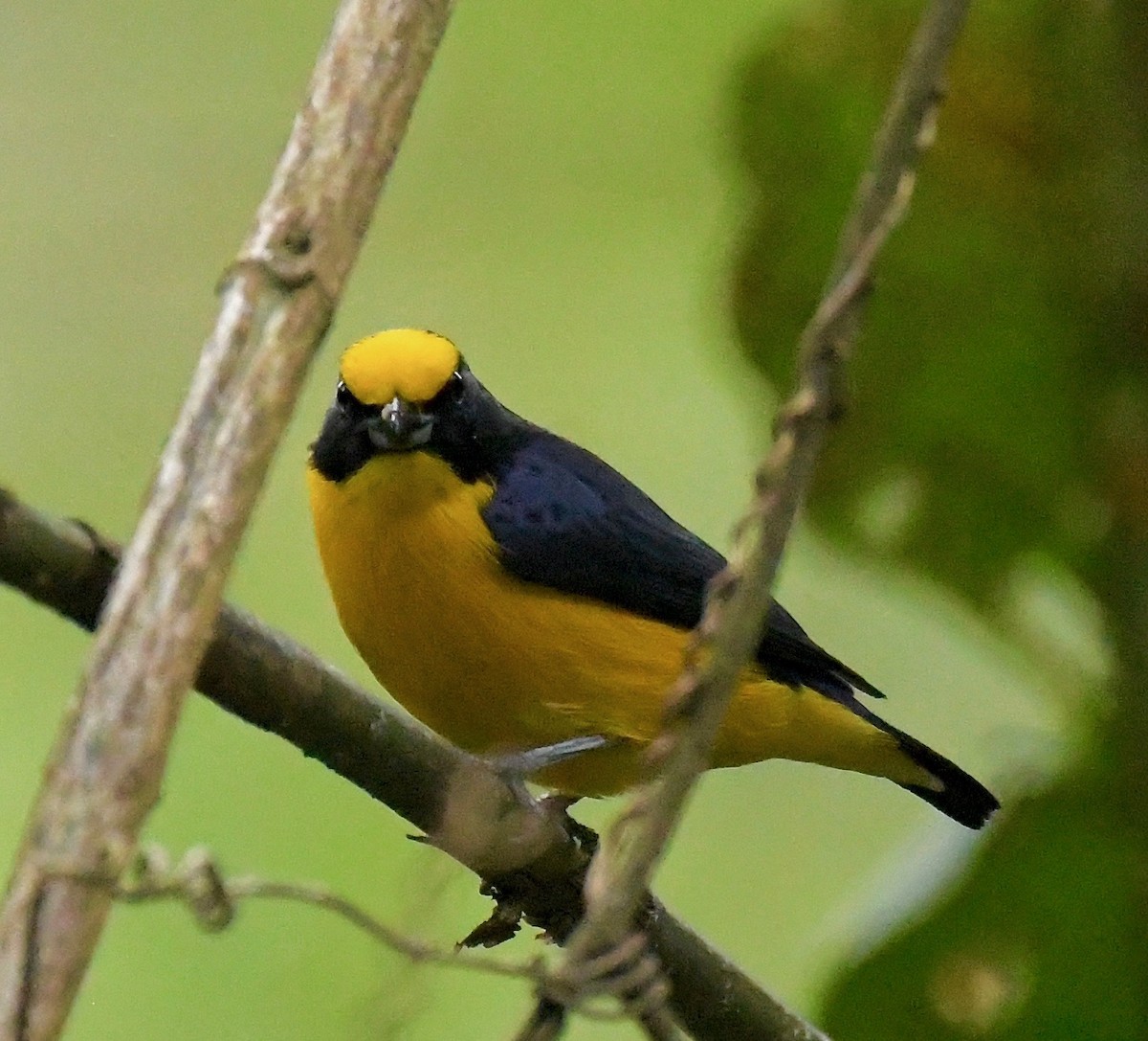 Thick-billed Euphonia - ML205385981